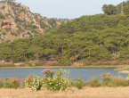 Natur Pur. Pinienwälter, Oleander und Granatäpfelplantagen prägen das Landschaftsbild in Dalyan