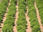 Eine Orangenplantage bei Sarigerme.